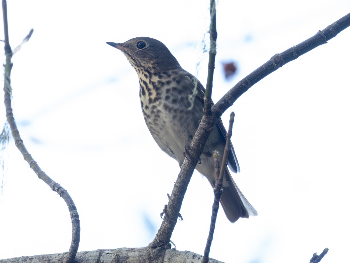 Hermit Thrush - ML644745623