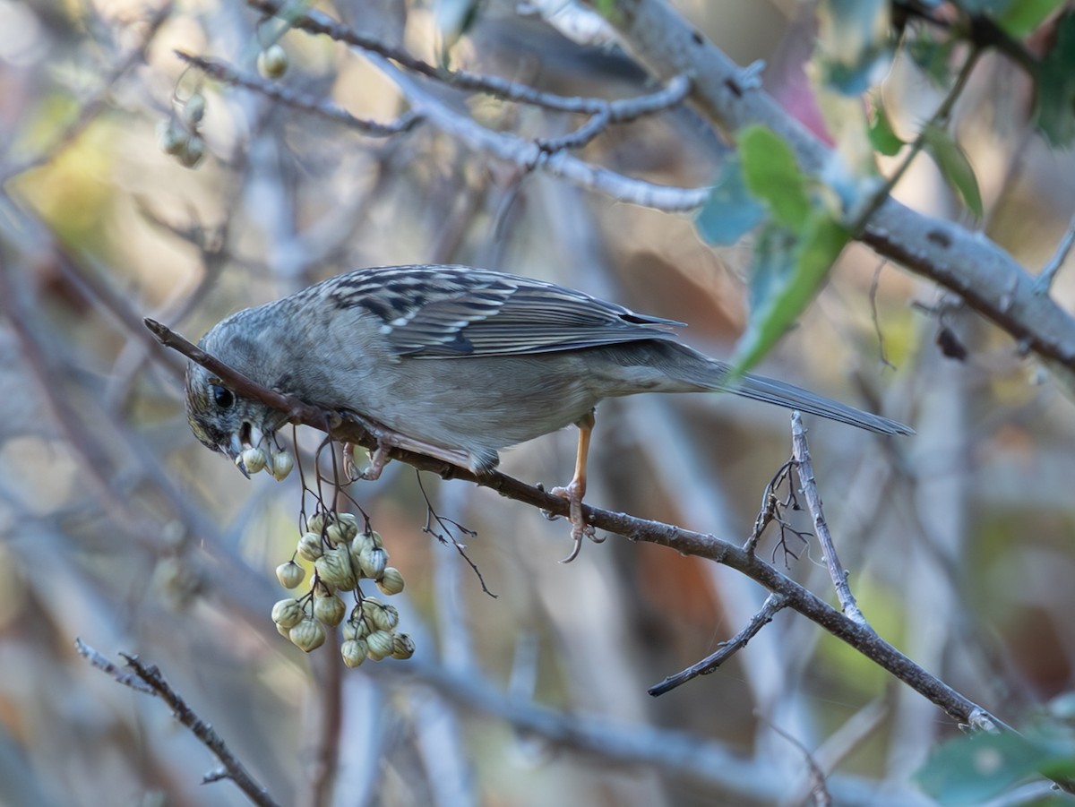 Golden-crowned Sparrow - ML644745628