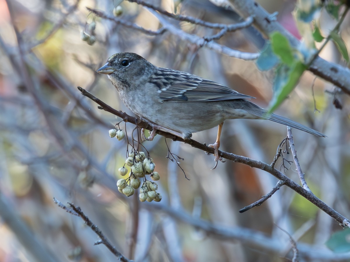Golden-crowned Sparrow - ML644745629