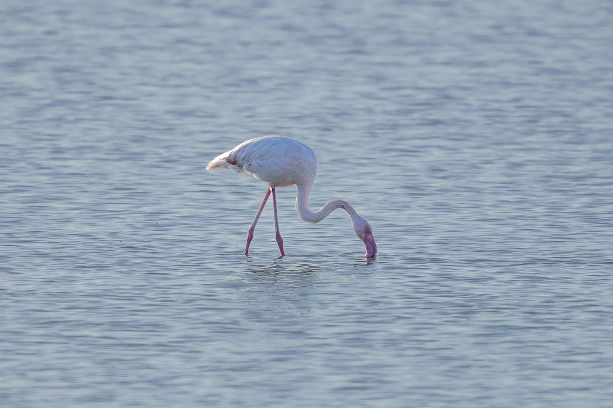 rosenflamingo - ML644745640