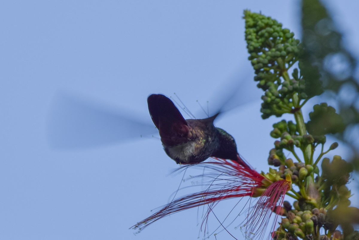 Blue-tailed Hummingbird - ML644745644
