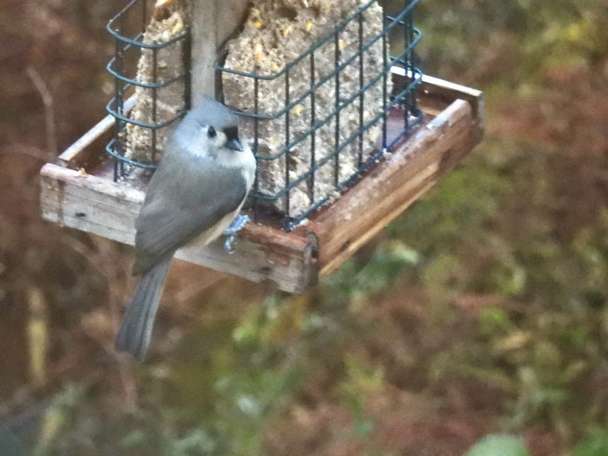 Tufted Titmouse - ML644745645