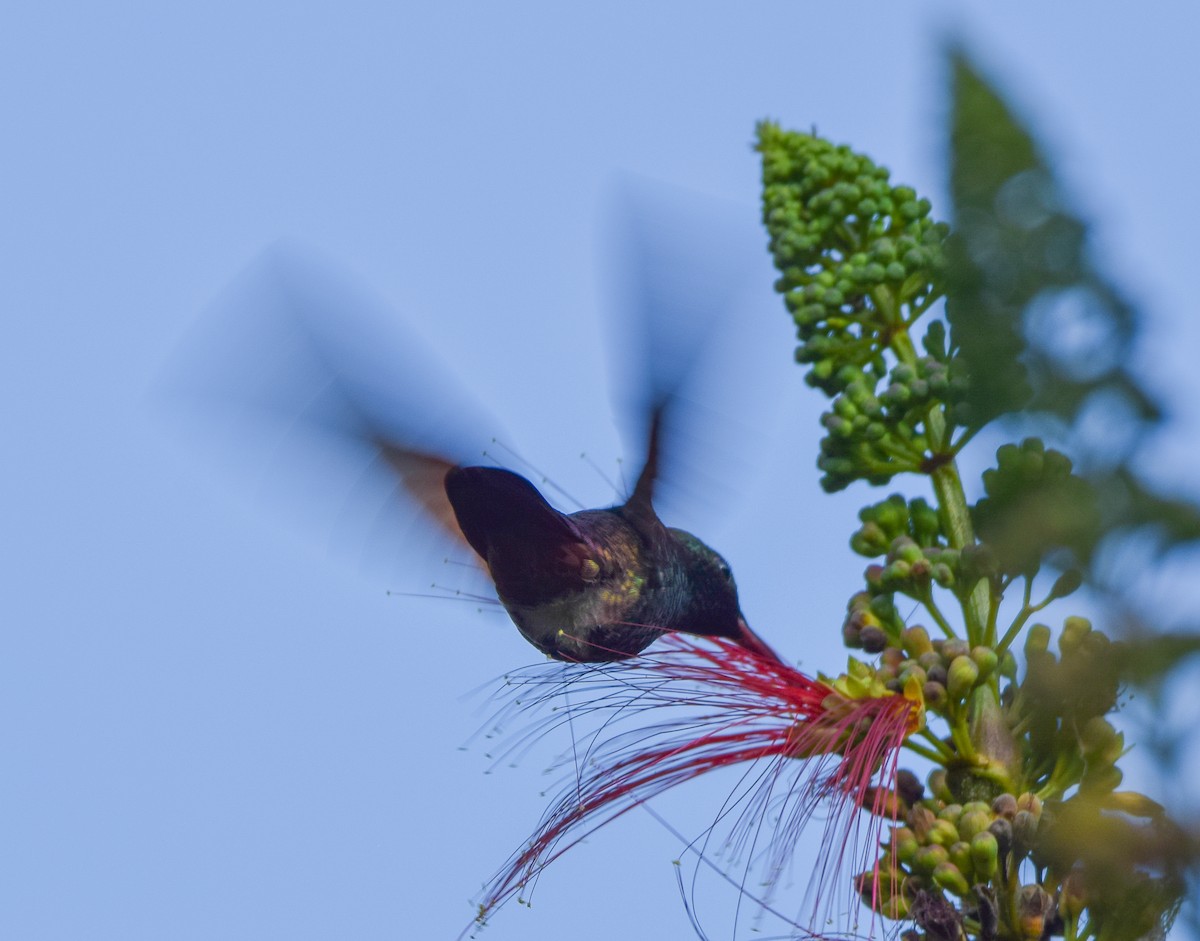 Blue-tailed Hummingbird - ML644745646