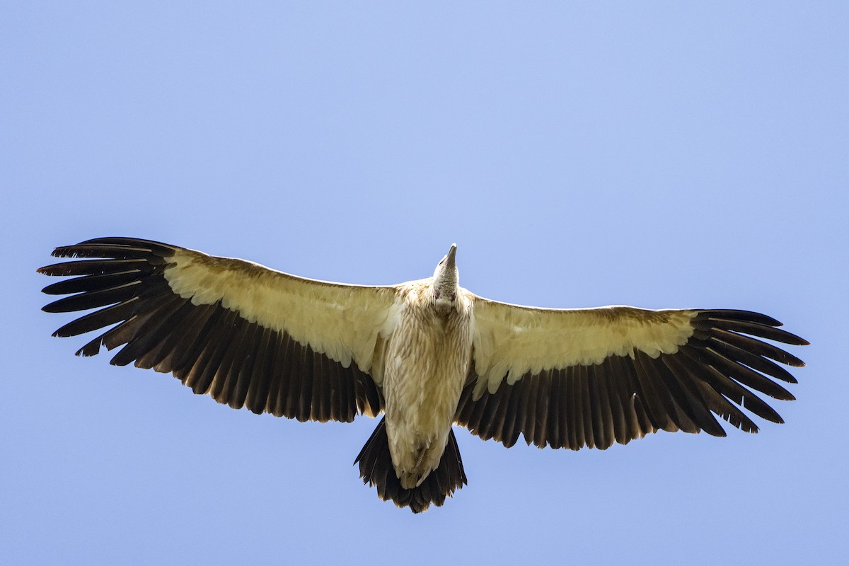 Кумай - ML644745654