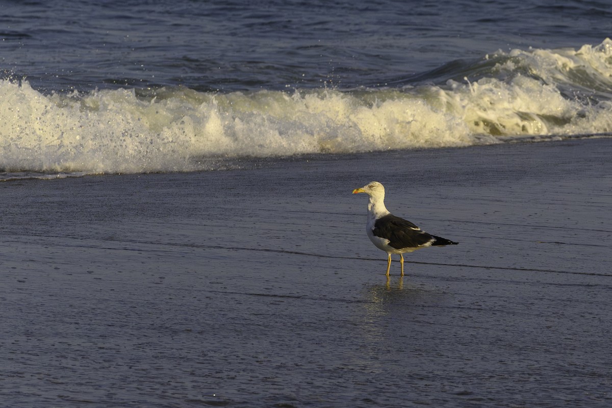 Zafferano - ML644745656