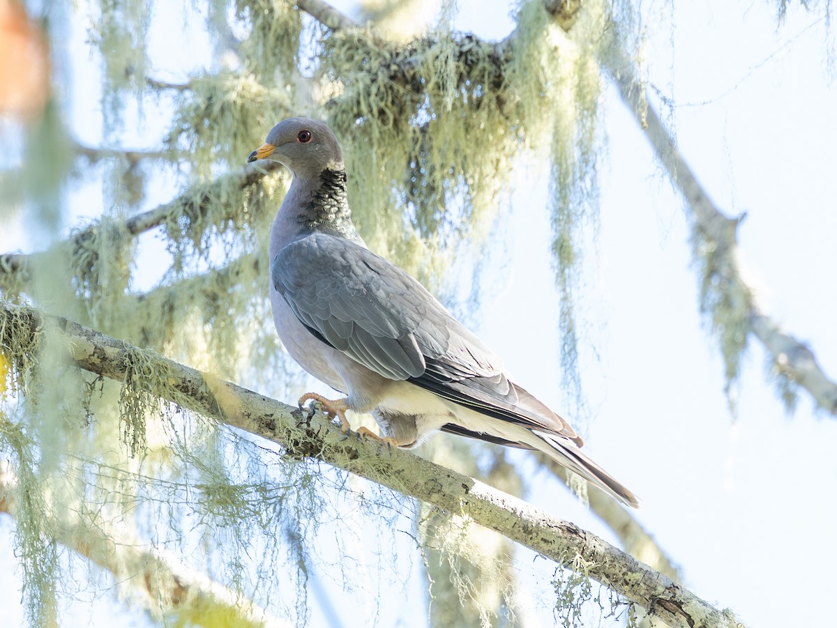 Band-tailed Pigeon - ML644745659