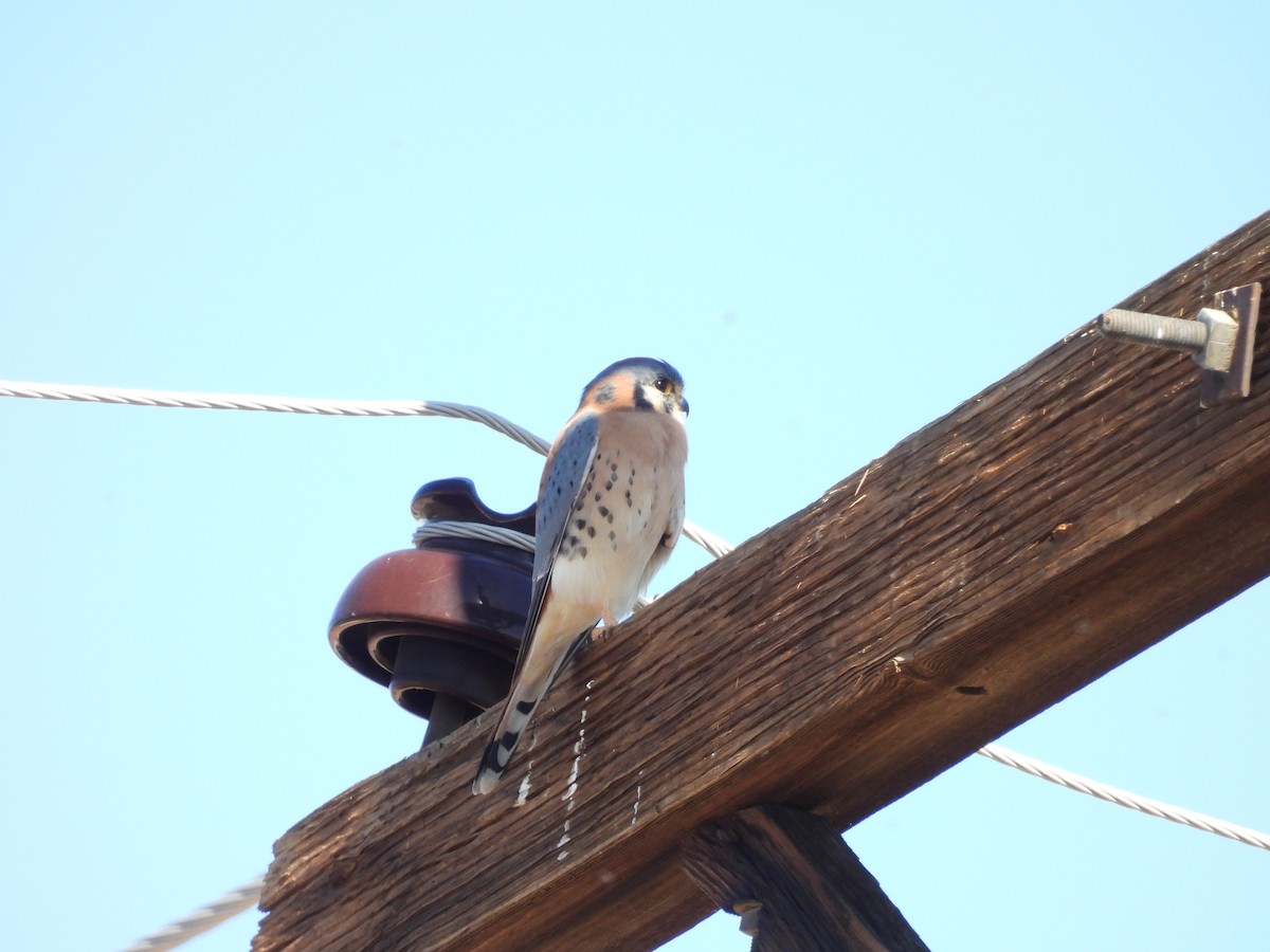American Kestrel - ML644745663
