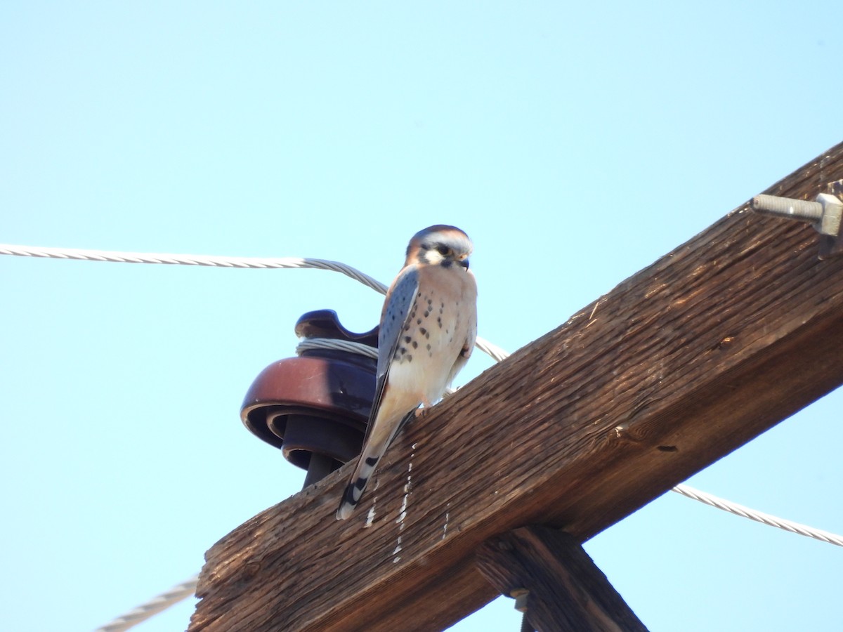 American Kestrel - ML644745665