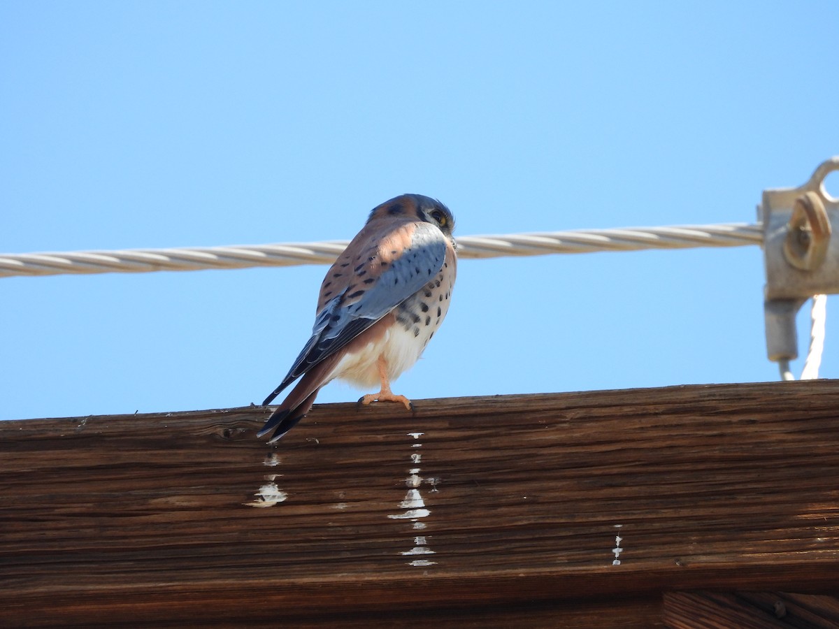 American Kestrel - ML644745670