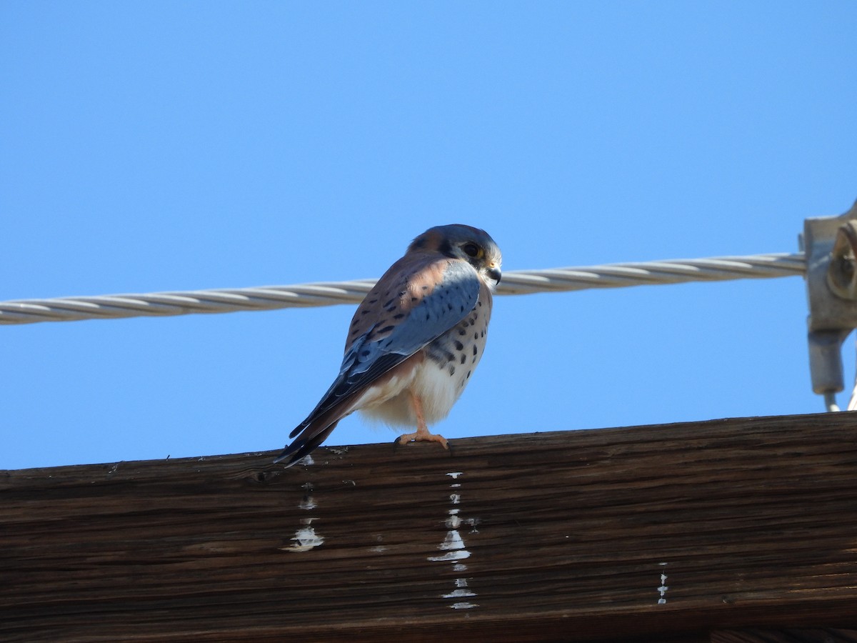 American Kestrel - ML644745671