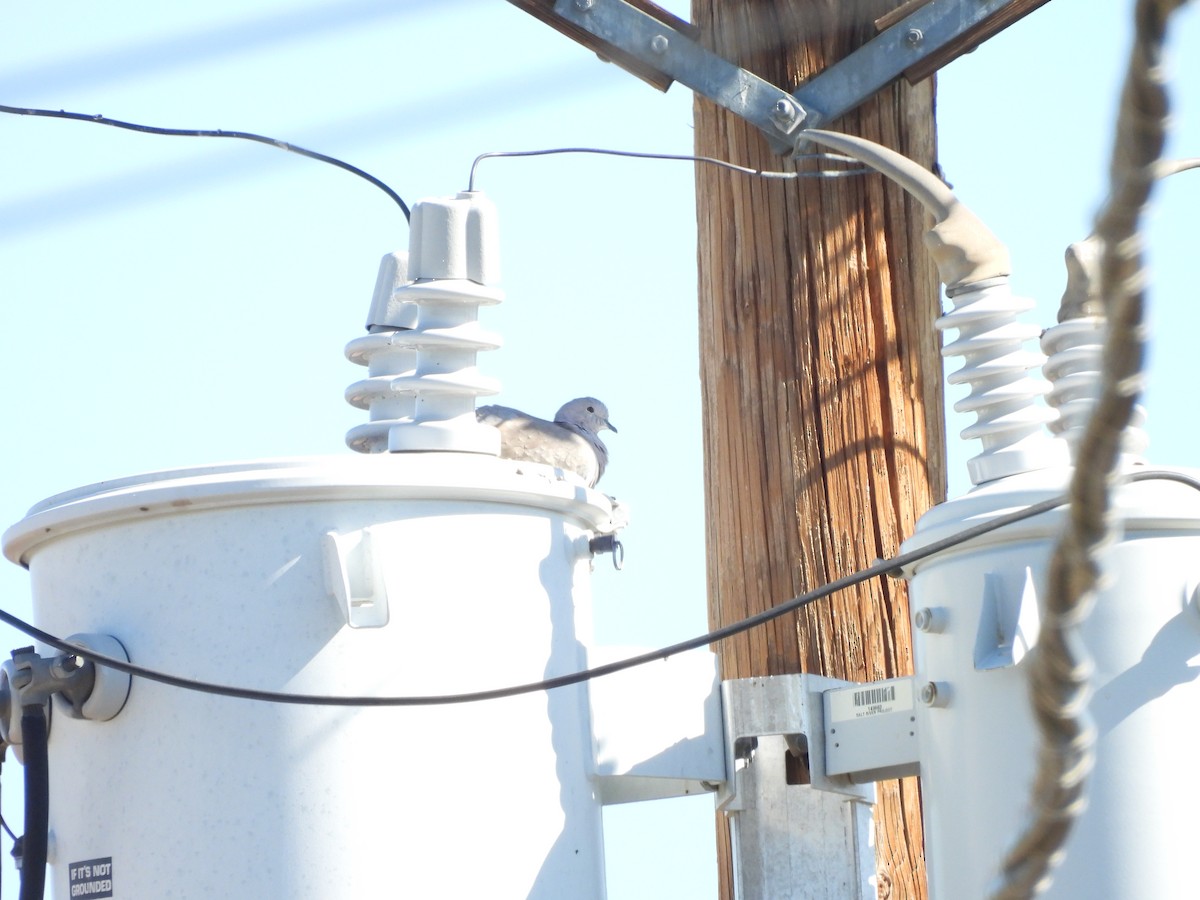 Буулгат хүүрзгэнэ - ML644745675