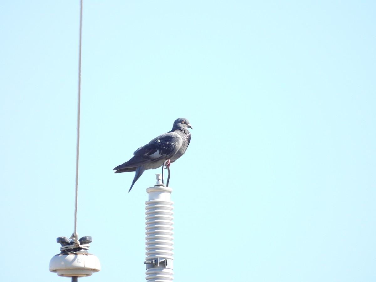 Хөхвөр тагтаа (суурин газрын) - ML644745678