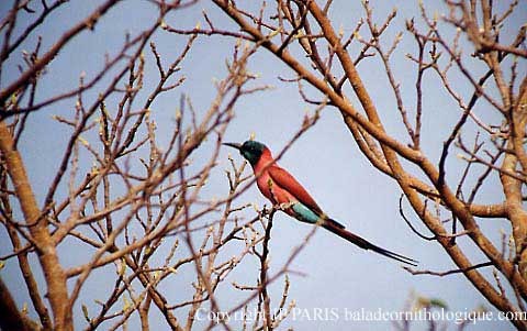 שרקרק ורוד - ML644745681