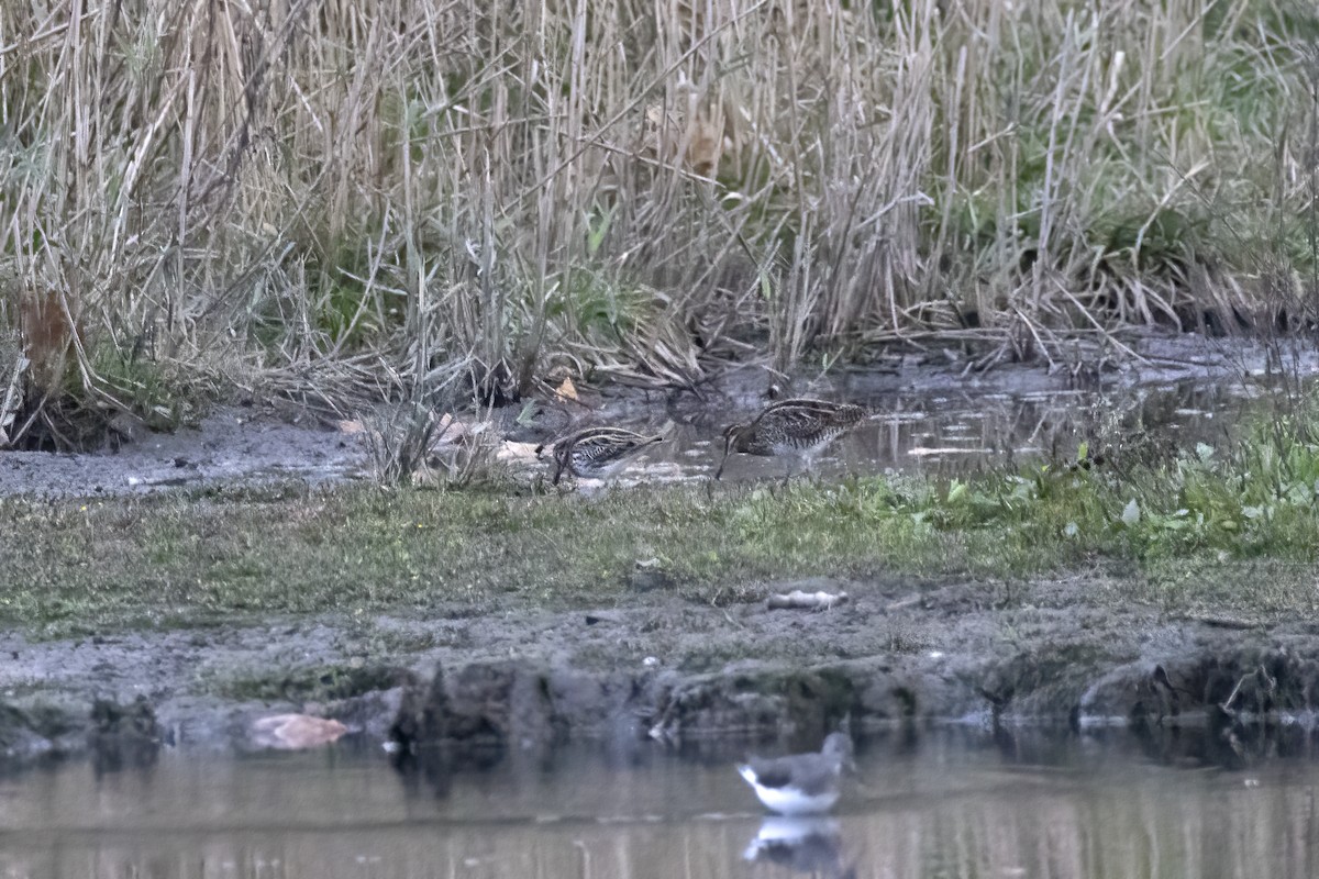 小鷸 - ML644745698