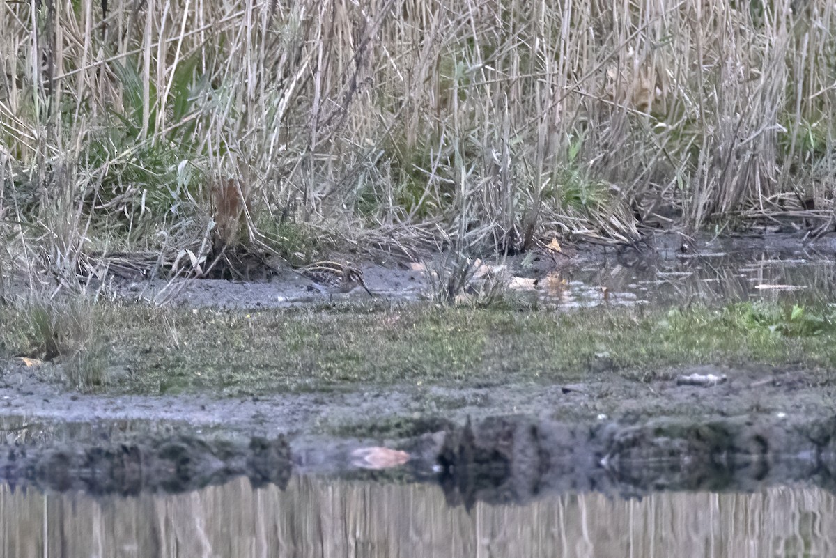 小鷸 - ML644745699