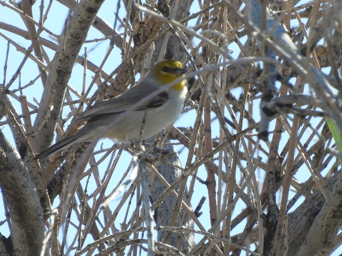 Verdin - ML644745700