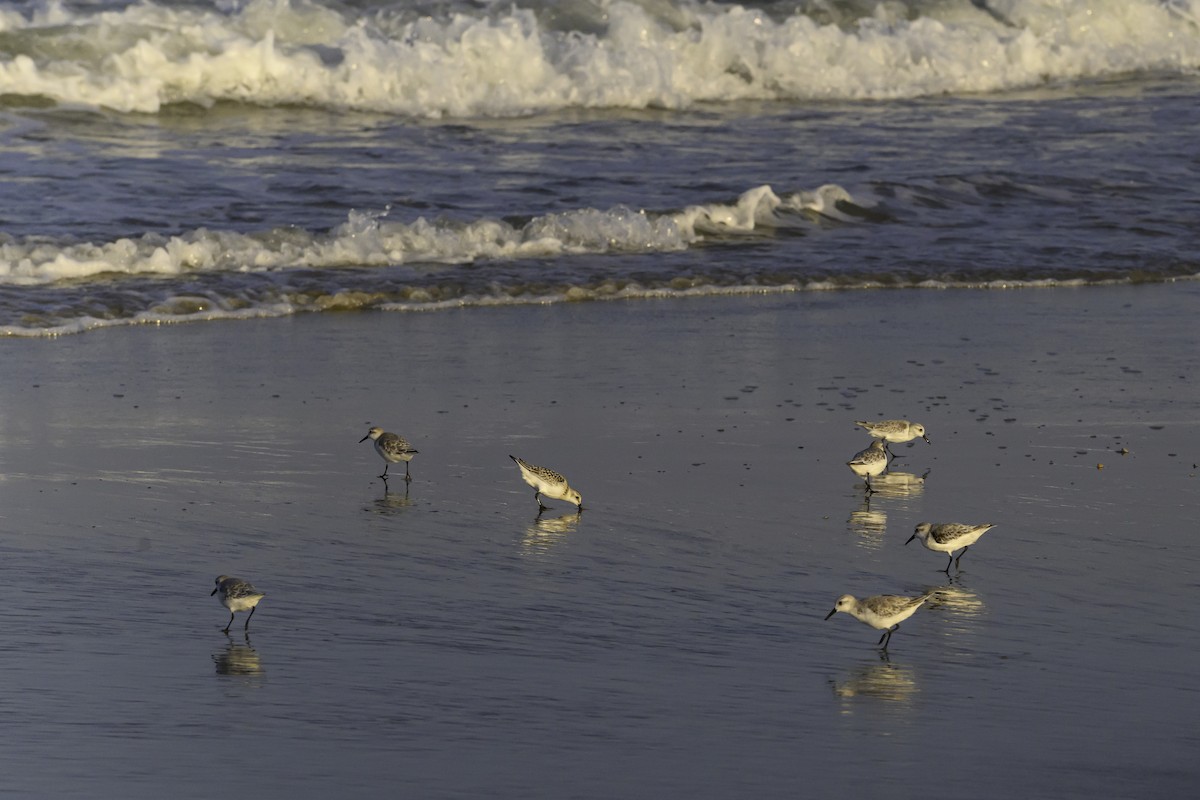 Piovanello tridattilo - ML644745705