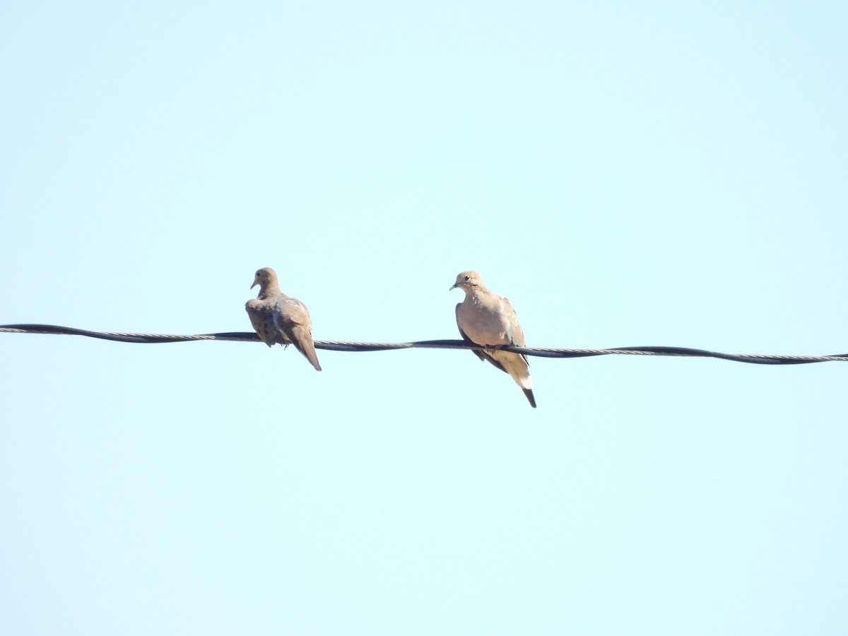 Mourning Dove - ML644745706