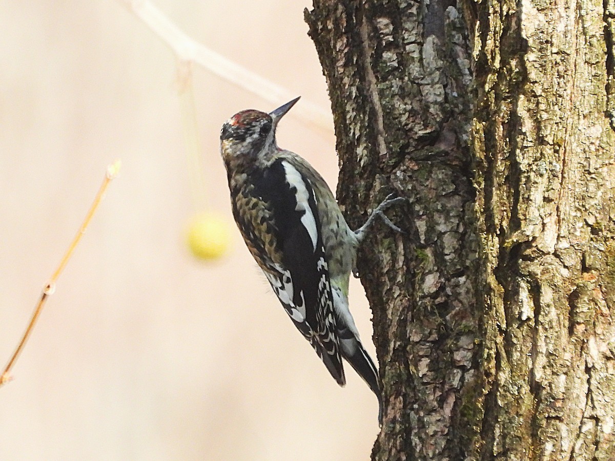 Yellow-bellied Sapsucker - ML644745710