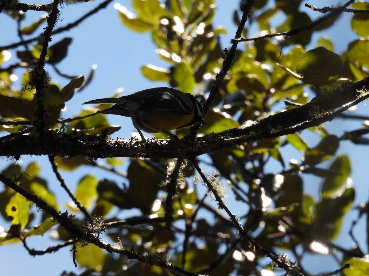 Carbonero Dorsiverde - ML644745712