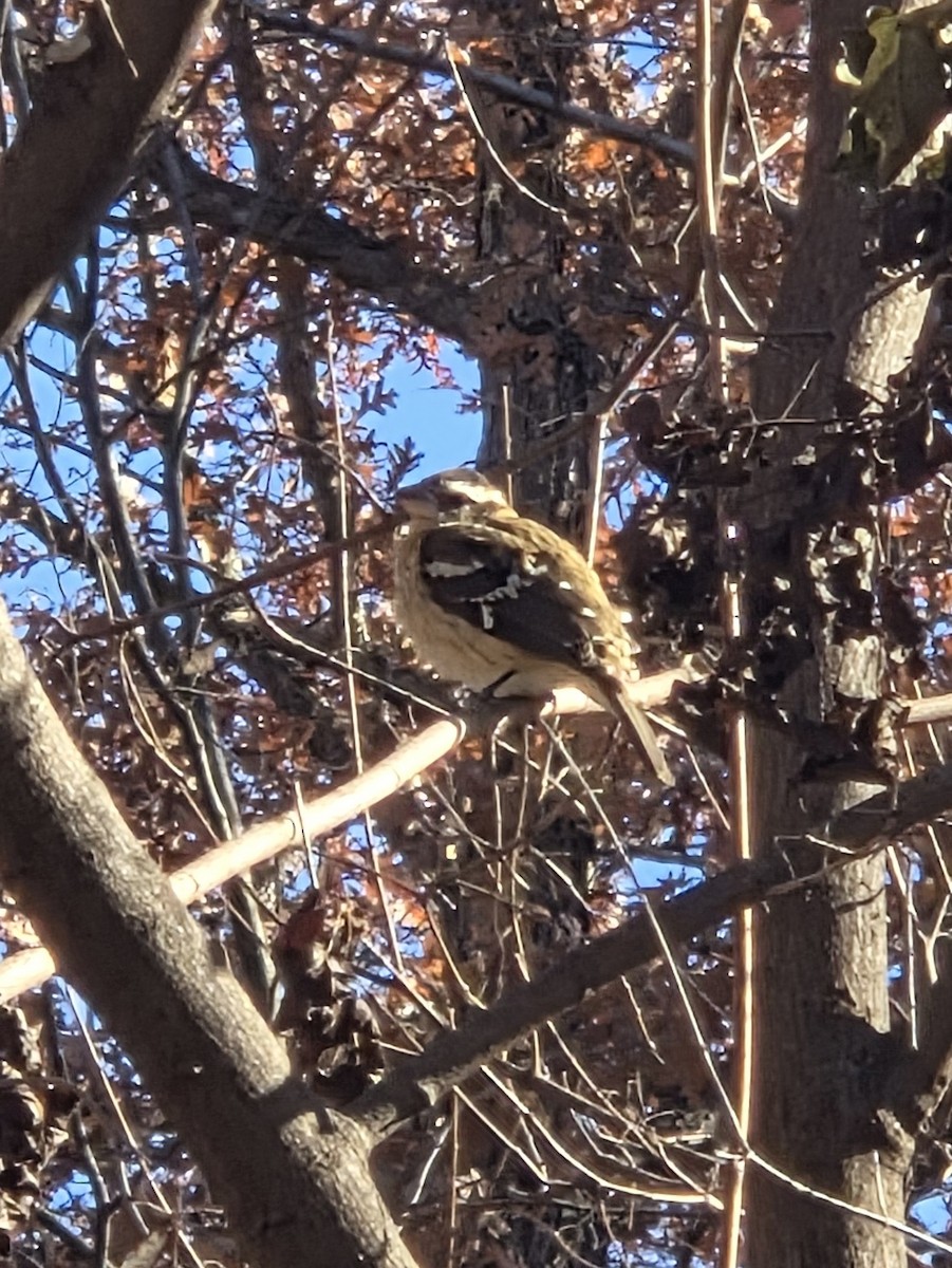 Rose-breasted Grosbeak - ML644745713