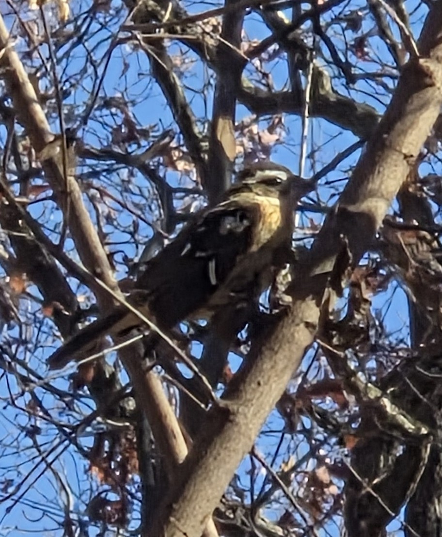 Rose-breasted Grosbeak - ML644745716