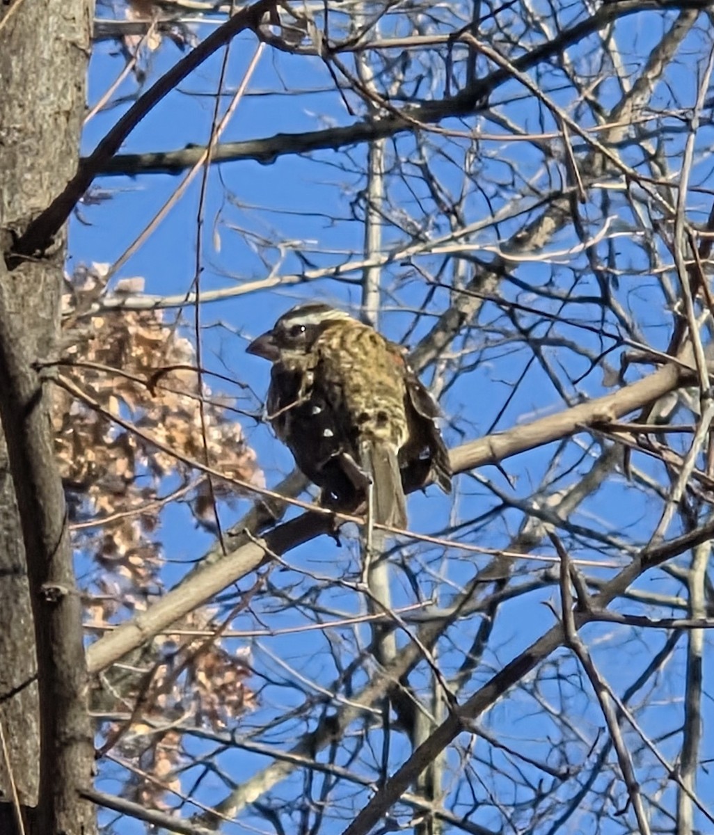 Rose-breasted Grosbeak - ML644745720