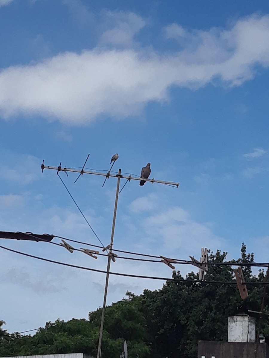 Picui Ground Dove - ML644745733