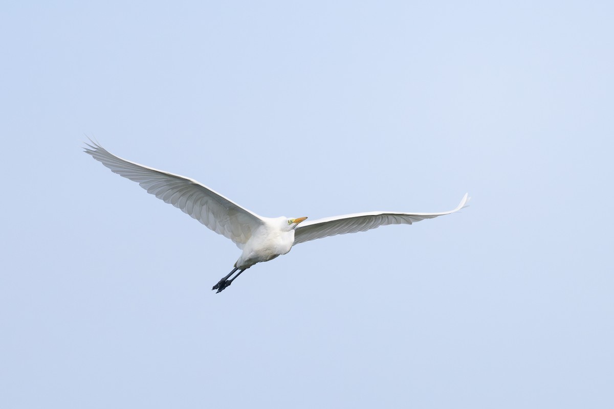Great Egret - ML644745740