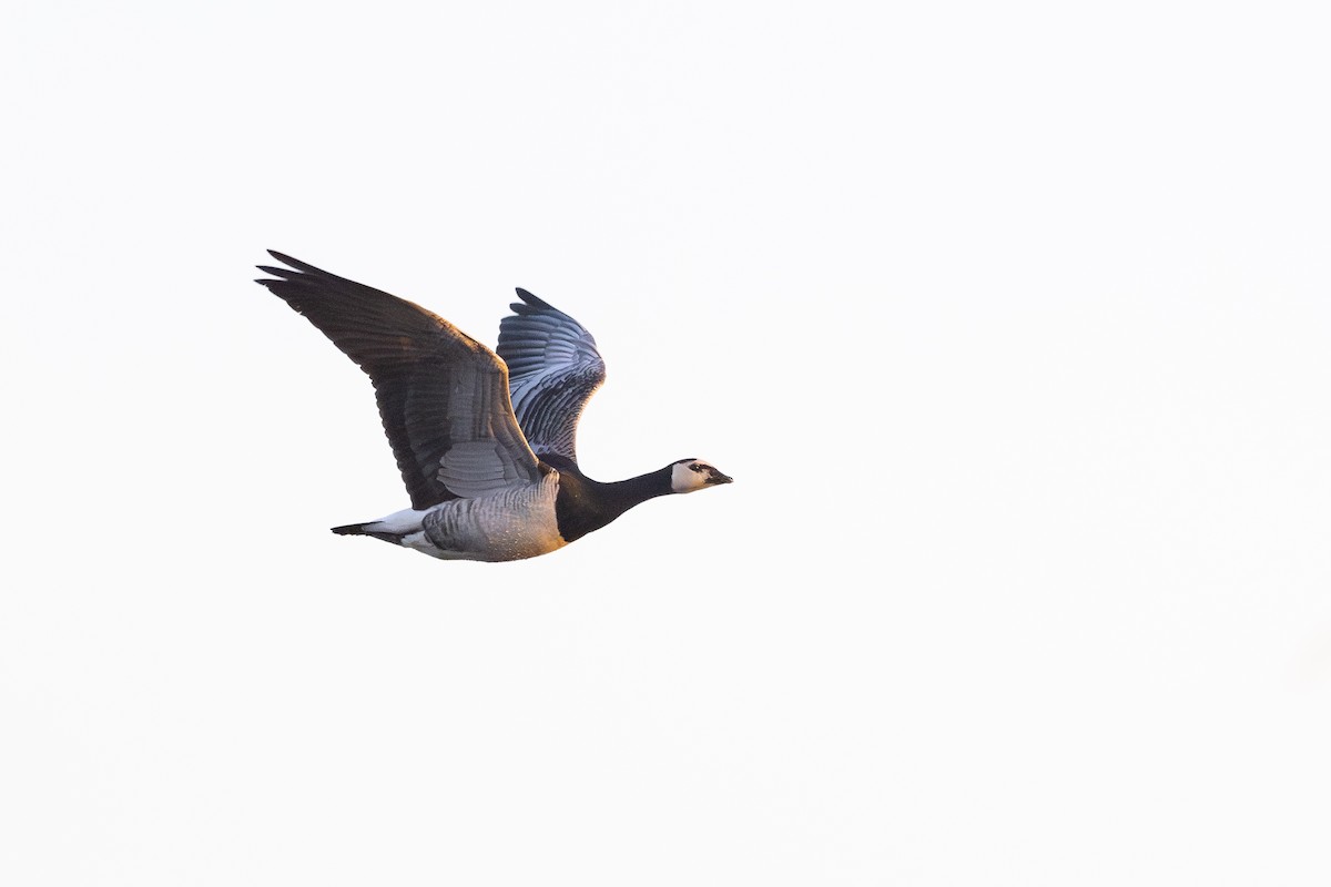 Barnacle Goose - ML644745742