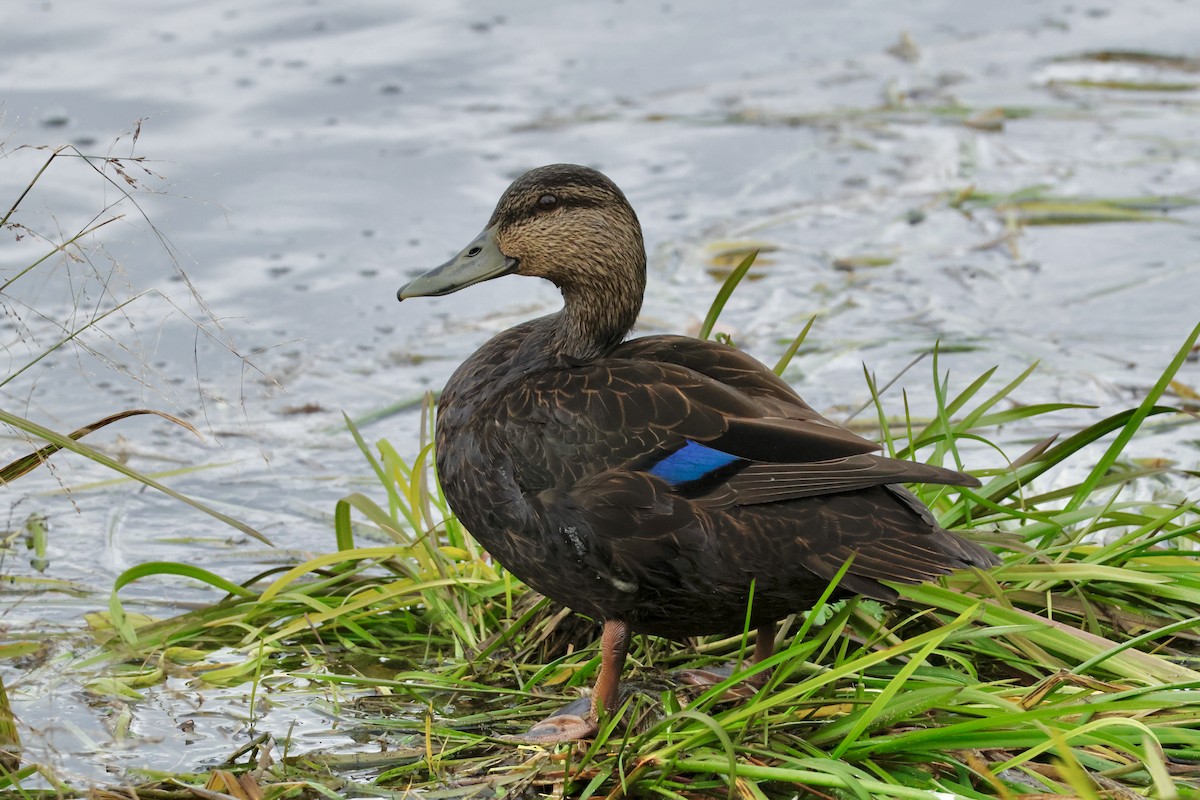 American Black Duck - ML644745772
