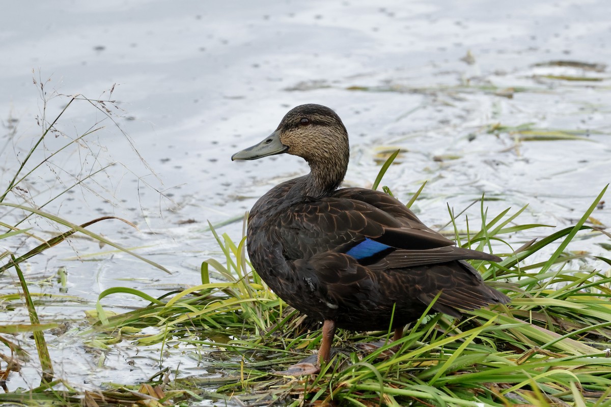 American Black Duck - ML644745773