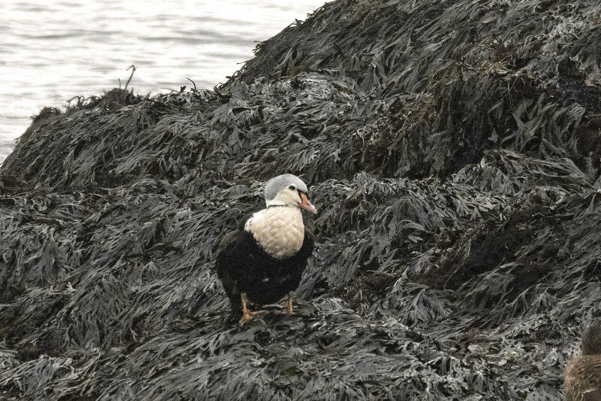 Гага-гребенушка - ML644745779