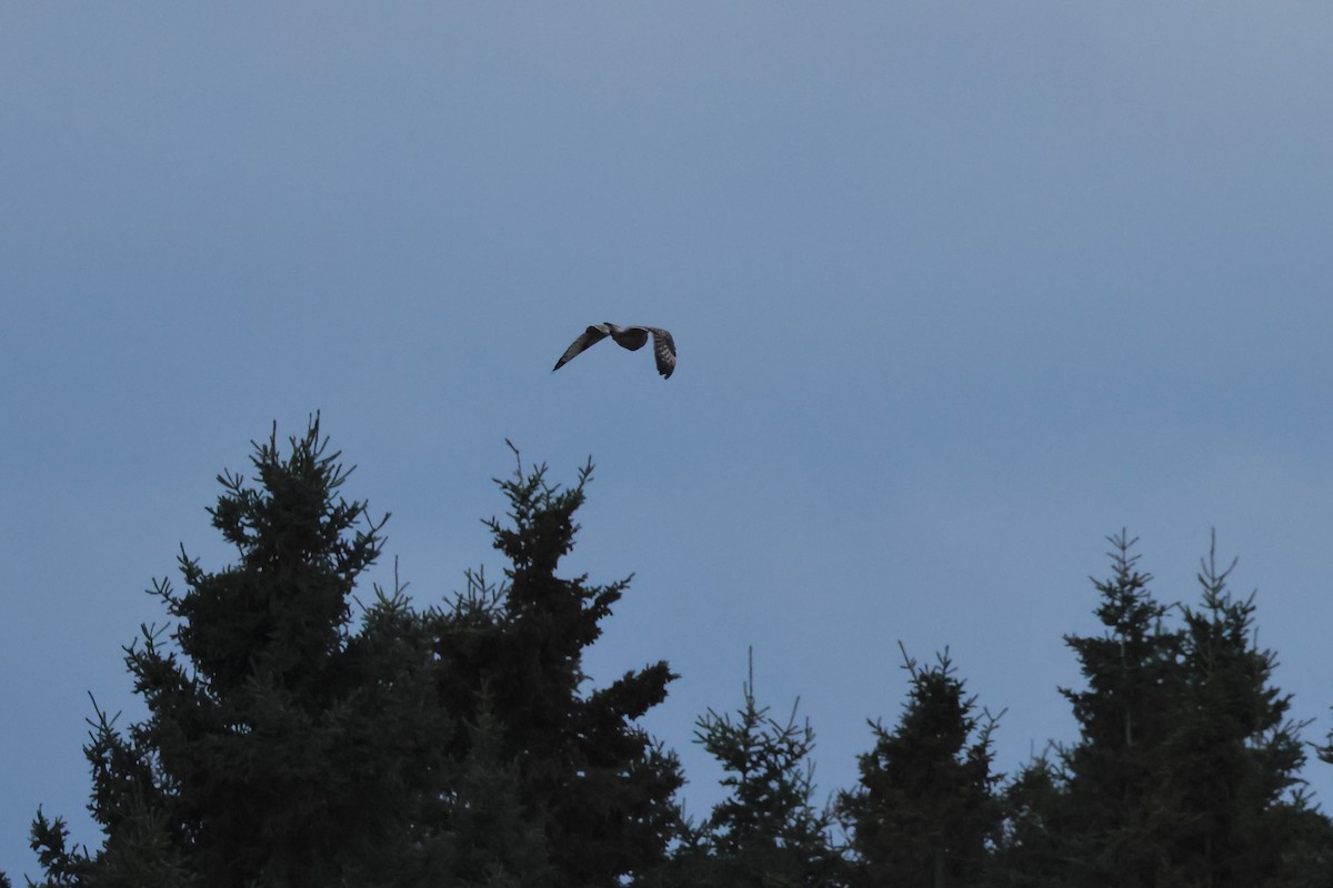 Short-eared Owl - ML644745792