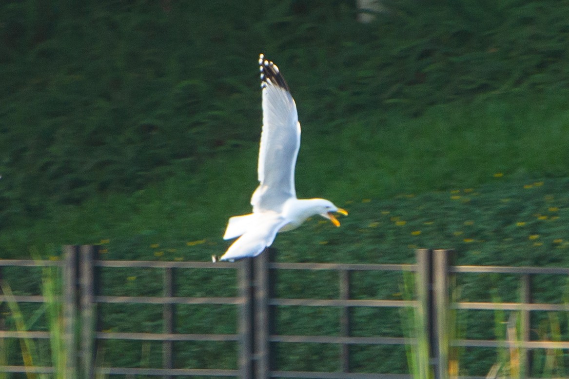 Vega/Mongolian Gull - ML644745806