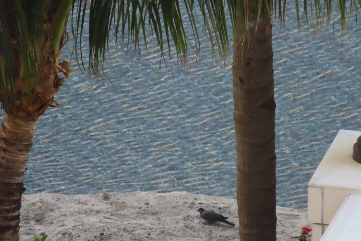 holub antilský - ML644745848