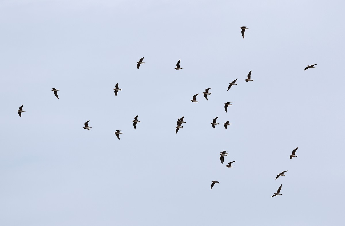 Oriental Pratincole - ML644745855