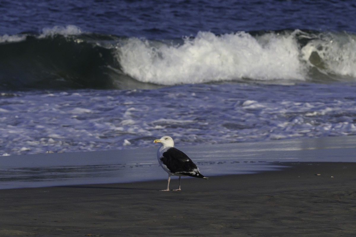 racek mořský - ML644745861