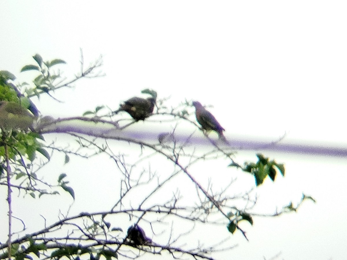 Colombar giouanne - ML644745864