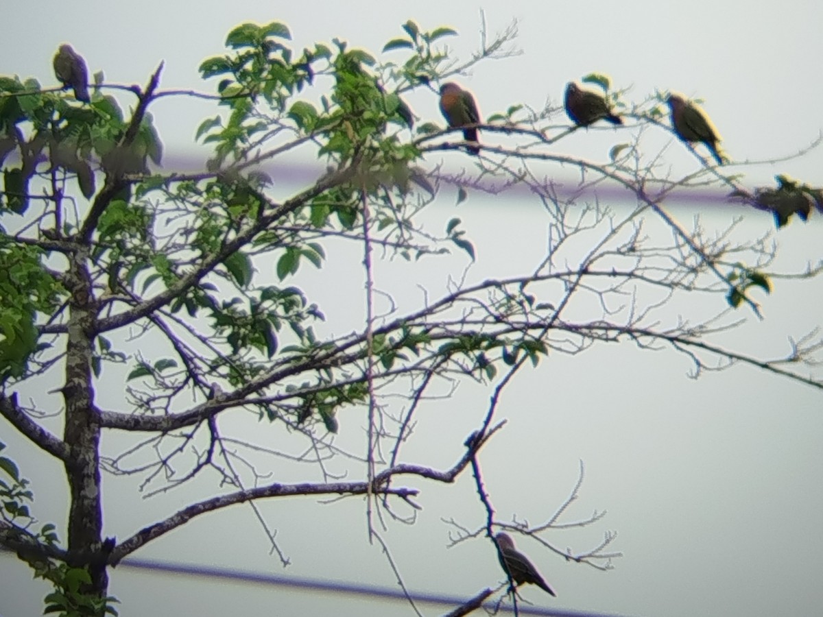 Colombar giouanne - ML644745865