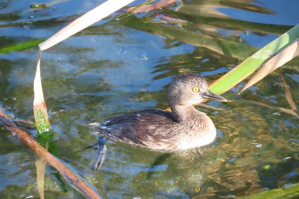 Least Grebe - ML644745871