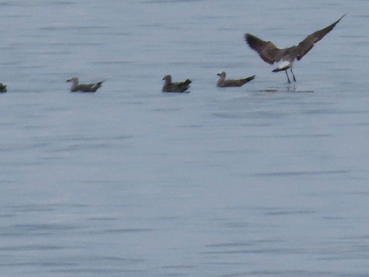 Laughing Gull - ML644745877