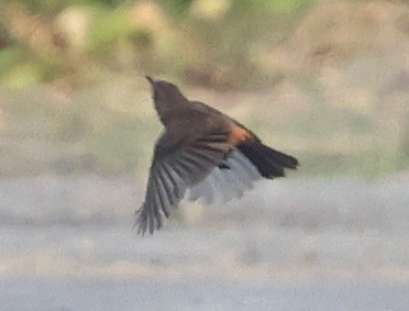 Pied Bushchat - ML644745884