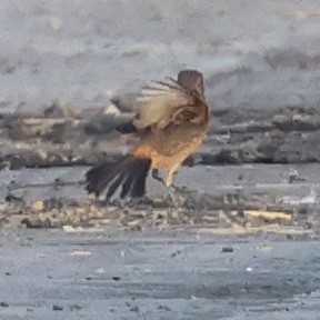 Pied Bushchat - ML644745885