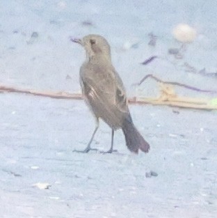 Pied Bushchat - ML644745886