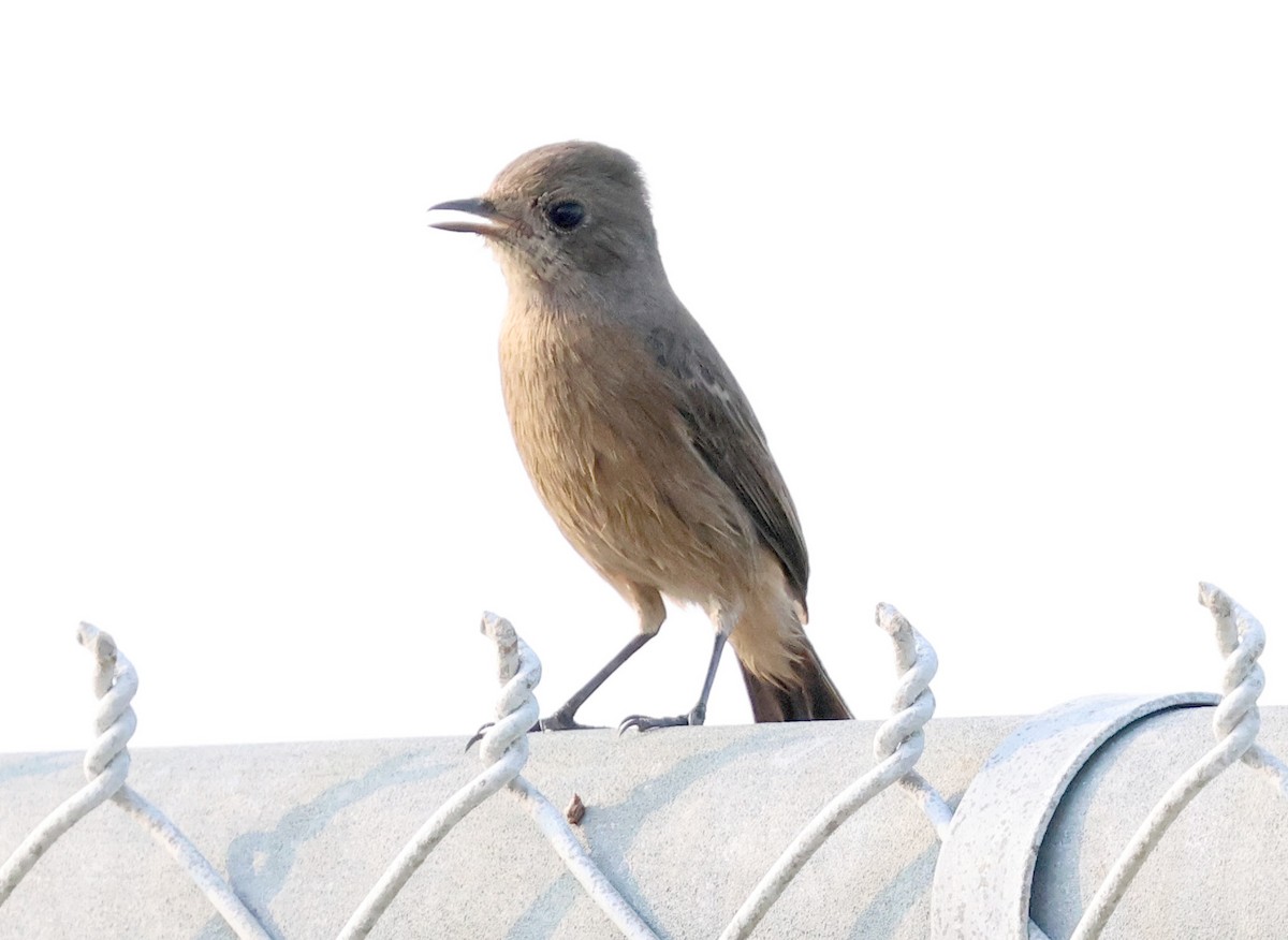 Pied Bushchat - ML644745888