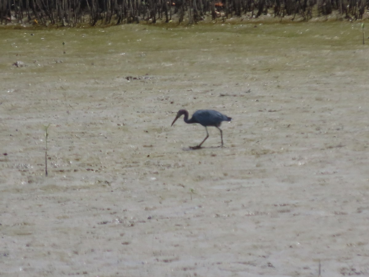 Little Blue Heron - ML644745896
