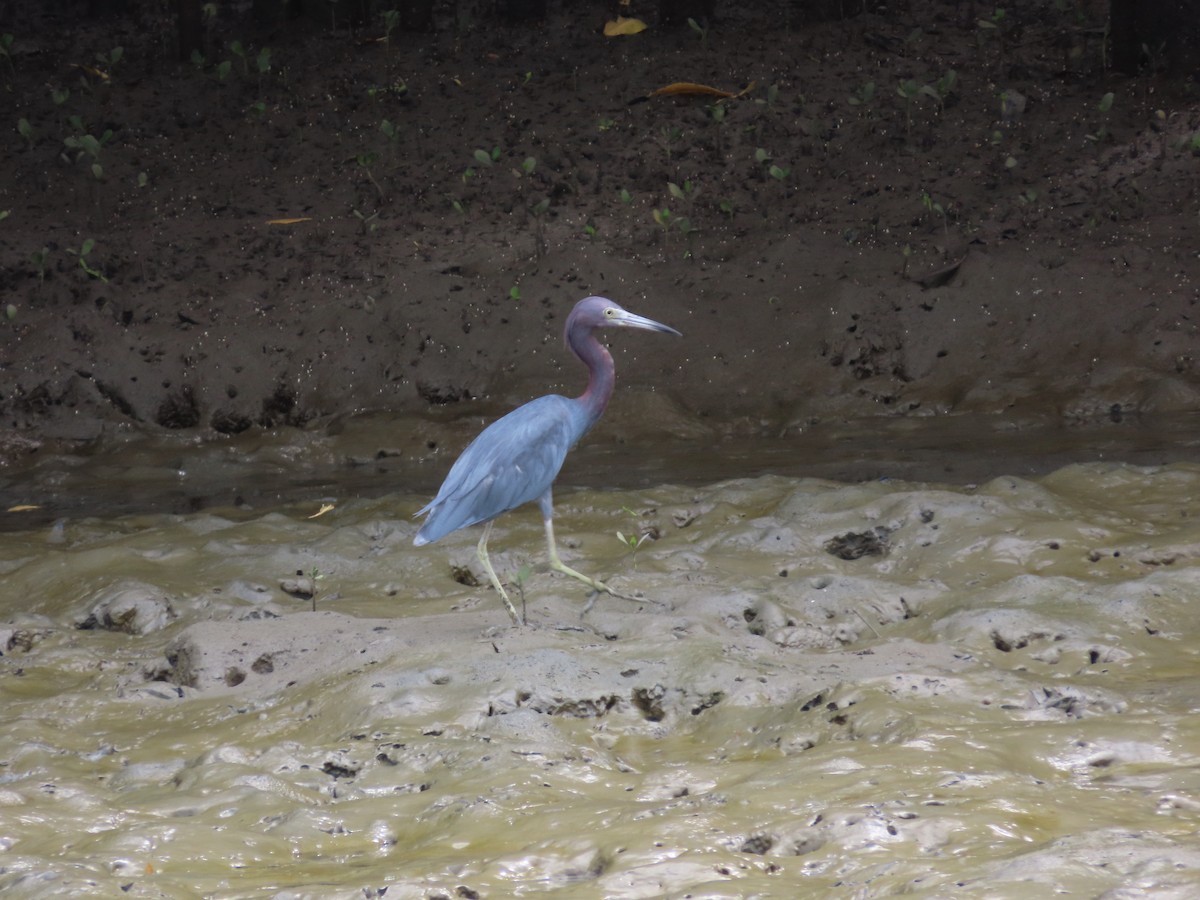 Little Blue Heron - ML644745897
