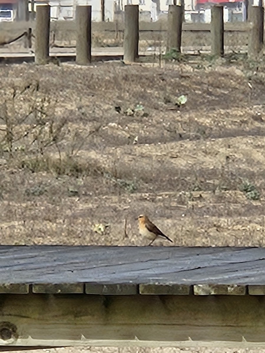Northern Wheatear - ML644745904