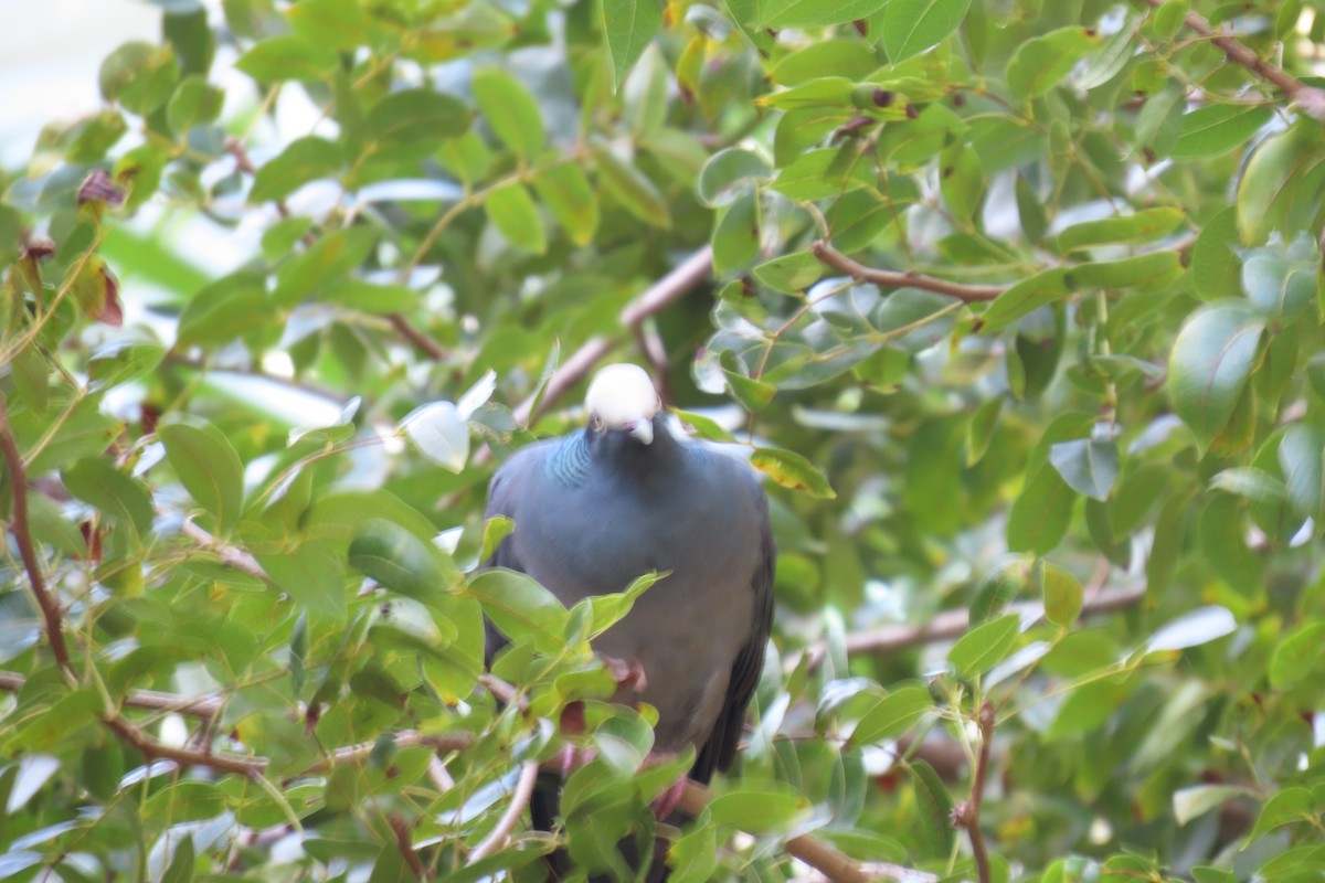 holub antilský - ML644745914